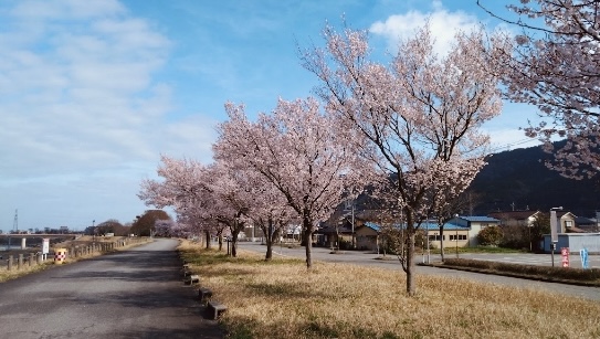 川沿いの桜並木