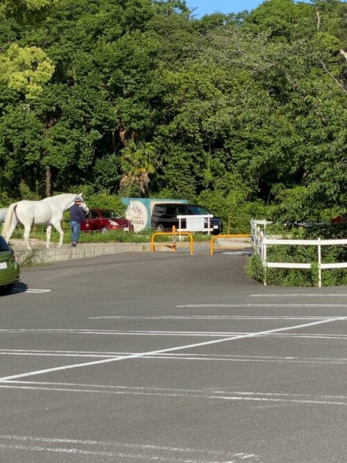 駐車場を歩く馬