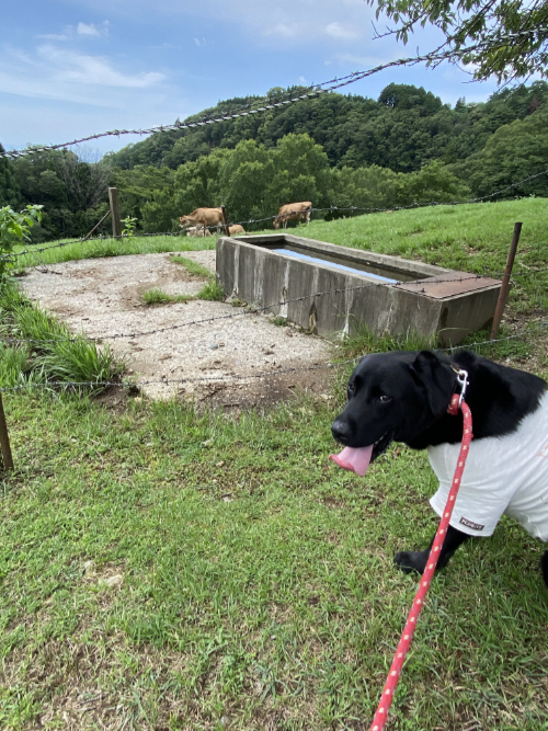 牛が遠くに見える